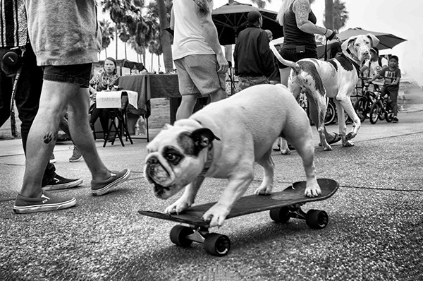Dotan Saguy COLLECTOR'S EDITION: DOGTOWN  The Pups of Venice Beach and their Humans